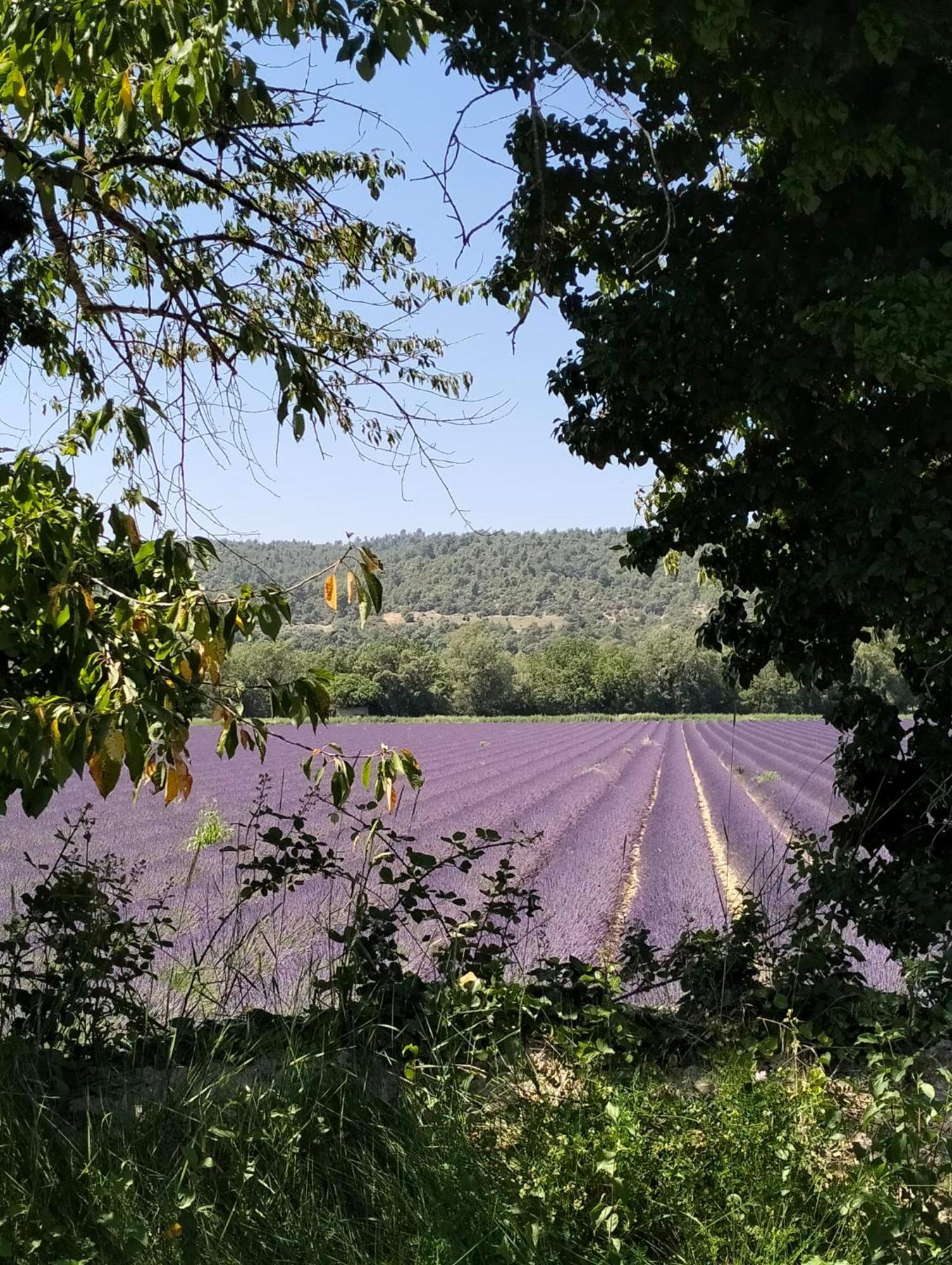 La Provence Vous Attend***!!! - 1Er Etage Digne-les-Bains Zewnętrze zdjęcie